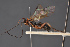  ( - BC-ZSM-HYM-29766-D12)  @11 [ ] CreativeCommons - Attribution Non-Commercial Share-Alike (2018) SNSB, Staatliche Naturwissenschaftliche Sammlungen Bayerns ZSM (SNSB, Zoologische Staatssammlung Muenchen)