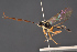  (Mesoleius frenalis - BC-ZSM-HYM-29766-E03)  @15 [ ] CreativeCommons - Attribution Non-Commercial Share-Alike (2018) SNSB, Staatliche Naturwissenschaftliche Sammlungen Bayerns ZSM (SNSB, Zoologische Staatssammlung Muenchen)