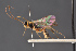  (Mesoleius pyriformis - BC-ZSM-HYM-29766-E06)  @13 [ ] CreativeCommons - Attribution Non-Commercial Share-Alike (2018) SNSB, Staatliche Naturwissenschaftliche Sammlungen Bayerns ZSM (SNSB, Zoologische Staatssammlung Muenchen)