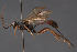  ( - BC-ZSM-HYM-29766-E11)  @11 [ ] CreativeCommons - Attribution Non-Commercial Share-Alike (2018) SNSB, Staatliche Naturwissenschaftliche Sammlungen Bayerns ZSM (SNSB, Zoologische Staatssammlung Muenchen)