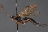  ( - BC-ZSM-HYM-29766-F01)  @11 [ ] CreativeCommons - Attribution Non-Commercial Share-Alike (2018) SNSB, Staatliche Naturwissenschaftliche Sammlungen Bayerns ZSM (SNSB, Zoologische Staatssammlung Muenchen)