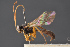  ( - BC-ZSM-HYM-29766-F02)  @14 [ ] CreativeCommons - Attribution Non-Commercial Share-Alike (2018) SNSB, Staatliche Naturwissenschaftliche Sammlungen Bayerns ZSM (SNSB, Zoologische Staatssammlung Muenchen)