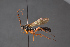  ( - BC-ZSM-HYM-29766-F03)  @11 [ ] CreativeCommons - Attribution Non-Commercial Share-Alike (2018) SNSB, Staatliche Naturwissenschaftliche Sammlungen Bayerns ZSM (SNSB, Zoologische Staatssammlung Muenchen)