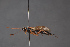  ( - BC-ZSM-HYM-29766-F04)  @11 [ ] CreativeCommons - Attribution Non-Commercial Share-Alike (2018) SNSB, Staatliche Naturwissenschaftliche Sammlungen Bayerns ZSM (SNSB, Zoologische Staatssammlung Muenchen)