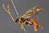 ( - BC-ZSM-HYM-29766-F06)  @11 [ ] CreativeCommons - Attribution Non-Commercial Share-Alike (2018) SNSB, Staatliche Naturwissenschaftliche Sammlungen Bayerns ZSM (SNSB, Zoologische Staatssammlung Muenchen)