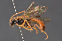  ( - BC-ZSM-HYM-29766-F07)  @11 [ ] CreativeCommons - Attribution Non-Commercial Share-Alike (2018) SNSB, Staatliche Naturwissenschaftliche Sammlungen Bayerns ZSM (SNSB, Zoologische Staatssammlung Muenchen)