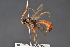  ( - BC-ZSM-HYM-29766-F08)  @11 [ ] CreativeCommons - Attribution Non-Commercial Share-Alike (2018) SNSB, Staatliche Naturwissenschaftliche Sammlungen Bayerns ZSM (SNSB, Zoologische Staatssammlung Muenchen)