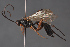  ( - BC-ZSM-HYM-29766-G10)  @11 [ ] CreativeCommons - Attribution Non-Commercial Share-Alike (2018) SNSB, Staatliche Naturwissenschaftliche Sammlungen Bayerns ZSM (SNSB, Zoologische Staatssammlung Muenchen)