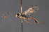  ( - BC-ZSM-HYM-29766-H06)  @11 [ ] CreativeCommons - Attribution Non-Commercial Share-Alike (2018) SNSB, Staatliche Naturwissenschaftliche Sammlungen Bayerns ZSM (SNSB, Zoologische Staatssammlung Muenchen)