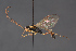  ( - BC-ZSM-HYM-29766-H08)  @11 [ ] CreativeCommons - Attribution Non-Commercial Share-Alike (2018) SNSB, Staatliche Naturwissenschaftliche Sammlungen Bayerns ZSM (SNSB, Zoologische Staatssammlung Muenchen)
