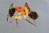  ( - BC-ZSM-HYM-29767-B06)  @13 [ ] CreativeCommons - Attribution Non-Commercial Share-Alike (2018) SNSB, Staatliche Naturwissenschaftliche Sammlungen Bayerns ZSM (SNSB, Zoologische Staatssammlung Muenchen)
