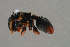  (Cephalotes simillimus - BC-ZSM-HYM-29767-D11)  @12 [ ] CreativeCommons - Attribution Non-Commercial Share-Alike (2018) SNSB, Staatliche Naturwissenschaftliche Sammlungen Bayerns ZSM (SNSB, Zoologische Staatssammlung Muenchen)