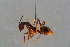  (Dolichoderus imitator - BC-ZSM-HYM-29767-F06)  @14 [ ] CreativeCommons - Attribution Non-Commercial Share-Alike (2018) SNSB, Staatliche Naturwissenschaftliche Sammlungen Bayerns ZSM (SNSB, Zoologische Staatssammlung Muenchen)