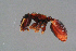  (Cephalotes maculatus - BC-ZSM-HYM-29767-H03)  @14 [ ] CreativeCommons - Attribution Non-Commercial Share-Alike (2018) SNSB, Staatliche Naturwissenschaftliche Sammlungen Bayerns ZSM (SNSB, Zoologische Staatssammlung Muenchen)
