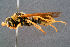  ( - BC-ZSM-HYM-29768-A01)  @14 [ ] CreativeCommons - Attribution Non-Commercial Share-Alike (2018) SNSB, Staatliche Naturwissenschaftliche Sammlungen Bayerns ZSM (SNSB, Zoologische Staatssammlung Muenchen)