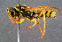  ( - BC-ZSM-HYM-29768-A02)  @14 [ ] CreativeCommons - Attribution Non-Commercial Share-Alike (2018) SNSB, Staatliche Naturwissenschaftliche Sammlungen Bayerns ZSM (SNSB, Zoologische Staatssammlung Muenchen)