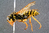  ( - BC-ZSM-HYM-29768-A03)  @14 [ ] CreativeCommons - Attribution Non-Commercial Share-Alike (2018) SNSB, Staatliche Naturwissenschaftliche Sammlungen Bayerns ZSM (SNSB, Zoologische Staatssammlung Muenchen)