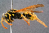  ( - BC-ZSM-HYM-29768-A04)  @14 [ ] CreativeCommons - Attribution Non-Commercial Share-Alike (2018) SNSB, Staatliche Naturwissenschaftliche Sammlungen Bayerns ZSM (SNSB, Zoologische Staatssammlung Muenchen)