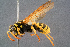  ( - BC-ZSM-HYM-29768-A06)  @14 [ ] CreativeCommons - Attribution Non-Commercial Share-Alike (2018) SNSB, Staatliche Naturwissenschaftliche Sammlungen Bayerns ZSM (SNSB, Zoologische Staatssammlung Muenchen)