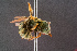  ( - BC-ZSM-HYM-29768-B06)  @14 [ ] CreativeCommons - Attribution Non-Commercial Share-Alike (2018) SNSB, Staatliche Naturwissenschaftliche Sammlungen Bayerns ZSM (SNSB, Zoologische Staatssammlung Muenchen)