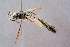  ( - BC-ZSM-HYM-29768-B12)  @13 [ ] CreativeCommons - Attribution Non-Commercial Share-Alike (2018) SNSB, Staatliche Naturwissenschaftliche Sammlungen Bayerns ZSM (SNSB, Zoologische Staatssammlung Muenchen)