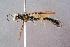  ( - BC-ZSM-HYM-29768-C01)  @13 [ ] CreativeCommons - Attribution Non-Commercial Share-Alike (2018) SNSB, Staatliche Naturwissenschaftliche Sammlungen Bayerns ZSM (SNSB, Zoologische Staatssammlung Muenchen)