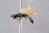  ( - BC-ZSM-HYM-29768-C06)  @15 [ ] CreativeCommons - Attribution Non-Commercial Share-Alike (2018) SNSB, Staatliche Naturwissenschaftliche Sammlungen Bayerns ZSM (SNSB, Zoologische Staatssammlung Muenchen)