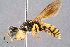  ( - BC-ZSM-HYM-29768-C08)  @14 [ ] CreativeCommons - Attribution Non-Commercial Share-Alike (2018) SNSB, Staatliche Naturwissenschaftliche Sammlungen Bayerns ZSM (SNSB, Zoologische Staatssammlung Muenchen)