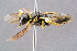  ( - BC-ZSM-HYM-29768-C10)  @13 [ ] CreativeCommons - Attribution Non-Commercial Share-Alike (2018) SNSB, Staatliche Naturwissenschaftliche Sammlungen Bayerns ZSM (SNSB, Zoologische Staatssammlung Muenchen)