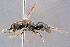  ( - BC-ZSM-HYM-29768-D07)  @14 [ ] CreativeCommons - Attribution Non-Commercial Share-Alike (2018) SNSB, Staatliche Naturwissenschaftliche Sammlungen Bayerns ZSM (SNSB, Zoologische Staatssammlung Muenchen)