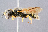  (Ectemnius meridionalis - BC-ZSM-HYM-29768-E05)  @14 [ ] CreativeCommons - Attribution Non-Commercial Share-Alike (2018) SNSB, Staatliche Naturwissenschaftliche Sammlungen Bayerns ZSM (SNSB, Zoologische Staatssammlung Muenchen)