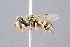  ( - BC-ZSM-HYM-29768-E06)  @11 [ ] CreativeCommons - Attribution Non-Commercial Share-Alike (2018) SNSB, Staatliche Naturwissenschaftliche Sammlungen Bayerns ZSM (SNSB, Zoologische Staatssammlung Muenchen)