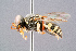  ( - BC-ZSM-HYM-29768-E07)  @11 [ ] CreativeCommons - Attribution Non-Commercial Share-Alike (2018) SNSB, Staatliche Naturwissenschaftliche Sammlungen Bayerns ZSM (SNSB, Zoologische Staatssammlung Muenchen)