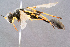  ( - BC-ZSM-HYM-29768-F04)  @15 [ ] CreativeCommons - Attribution Non-Commercial Share-Alike (2018) SNSB, Staatliche Naturwissenschaftliche Sammlungen Bayerns ZSM (SNSB, Zoologische Staatssammlung Muenchen)