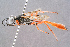  (Ammophila rubriventris - BC-ZSM-HYM-29768-F06)  @15 [ ] CreativeCommons - Attribution Non-Commercial Share-Alike (2018) SNSB, Staatliche Naturwissenschaftliche Sammlungen Bayerns ZSM (SNSB, Zoologische Staatssammlung Muenchen)