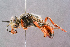  (Sphex funerarius - BC-ZSM-HYM-29768-F11)  @15 [ ] CreativeCommons - Attribution Non-Commercial Share-Alike (2018) SNSB, Staatliche Naturwissenschaftliche Sammlungen Bayerns ZSM (SNSB, Zoologische Staatssammlung Muenchen)