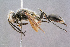  ( - BC-ZSM-HYM-29768-G03)  @14 [ ] CreativeCommons - Attribution Non-Commercial Share-Alike (2018) SNSB, Staatliche Naturwissenschaftliche Sammlungen Bayerns ZSM (SNSB, Zoologische Staatssammlung Muenchen)