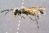  ( - BC-ZSM-HYM-29768-G04)  @13 [ ] CreativeCommons - Attribution Non-Commercial Share-Alike (2018) SNSB, Staatliche Naturwissenschaftliche Sammlungen Bayerns ZSM (SNSB, Zoologische Staatssammlung Muenchen)