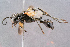  ( - BC-ZSM-HYM-29768-G08)  @13 [ ] CreativeCommons - Attribution Non-Commercial Share-Alike (2018) SNSB, Staatliche Naturwissenschaftliche Sammlungen Bayerns ZSM (SNSB, Zoologische Staatssammlung Muenchen)