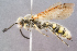  ( - BC-ZSM-HYM-29768-H05)  @15 [ ] CreativeCommons - Attribution Non-Commercial Share-Alike (2018) SNSB, Staatliche Naturwissenschaftliche Sammlungen Bayerns ZSM (SNSB, Zoologische Staatssammlung Muenchen)