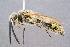  ( - BC-ZSM-HYM-29768-H06)  @15 [ ] CreativeCommons - Attribution Non-Commercial Share-Alike (2018) SNSB, Staatliche Naturwissenschaftliche Sammlungen Bayerns ZSM (SNSB, Zoologische Staatssammlung Muenchen)