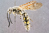  ( - BC-ZSM-HYM-29768-H07)  @14 [ ] CreativeCommons - Attribution Non-Commercial Share-Alike (2018) SNSB, Staatliche Naturwissenschaftliche Sammlungen Bayerns ZSM (SNSB, Zoologische Staatssammlung Muenchen)