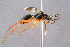  (Agenioideus fascinubecula - BC-ZSM-HYM-29768-H09)  @15 [ ] CreativeCommons - Attribution Non-Commercial Share-Alike (2018) SNSB, Staatliche Naturwissenschaftliche Sammlungen Bayerns ZSM (SNSB, Zoologische Staatssammlung Muenchen)