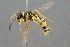  ( - BC-ZSM-HYM-29769-A04)  @13 [ ] CreativeCommons - Attribution Non-Commercial Share-Alike (2018) SNSB, Staatliche Naturwissenschaftliche Sammlungen Bayerns ZSM (SNSB, Zoologische Staatssammlung Muenchen)
