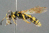  ( - BC-ZSM-HYM-29769-A05)  @13 [ ] CreativeCommons - Attribution Non-Commercial Share-Alike (2018) SNSB, Staatliche Naturwissenschaftliche Sammlungen Bayerns ZSM (SNSB, Zoologische Staatssammlung Muenchen)