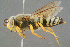  (Bembix bidentata - BC-ZSM-HYM-29769-C10)  @14 [ ] CreativeCommons - Attribution Non-Commercial Share-Alike (2018) SNSB, Staatliche Naturwissenschaftliche Sammlungen Bayerns ZSM (SNSB, Zoologische Staatssammlung Muenchen)