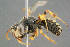  ( - BC-ZSM-HYM-29769-D08)  @15 [ ] CreativeCommons - Attribution Non-Commercial Share-Alike (2018) SNSB, Staatliche Naturwissenschaftliche Sammlungen Bayerns ZSM (SNSB, Zoologische Staatssammlung Muenchen)