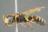  ( - BC-ZSM-HYM-29769-D09)  @15 [ ] CreativeCommons - Attribution Non-Commercial Share-Alike (2018) SNSB, Staatliche Naturwissenschaftliche Sammlungen Bayerns ZSM (SNSB, Zoologische Staatssammlung Muenchen)