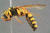  ( - BC-ZSM-HYM-29769-D11)  @14 [ ] CreativeCommons - Attribution Non-Commercial Share-Alike (2018) SNSB, Staatliche Naturwissenschaftliche Sammlungen Bayerns ZSM (SNSB, Zoologische Staatssammlung Muenchen)