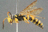  ( - BC-ZSM-HYM-29769-D12)  @15 [ ] CreativeCommons - Attribution Non-Commercial Share-Alike (2018) SNSB, Staatliche Naturwissenschaftliche Sammlungen Bayerns ZSM (SNSB, Zoologische Staatssammlung Muenchen)